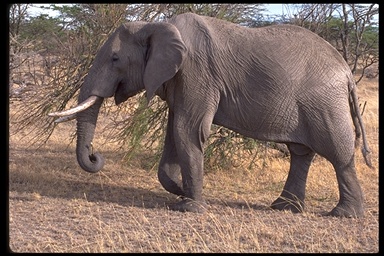 Picture of an elephant