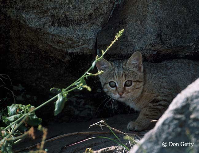 Picture of a cat