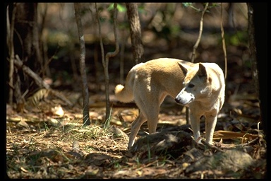 Picture of a dog