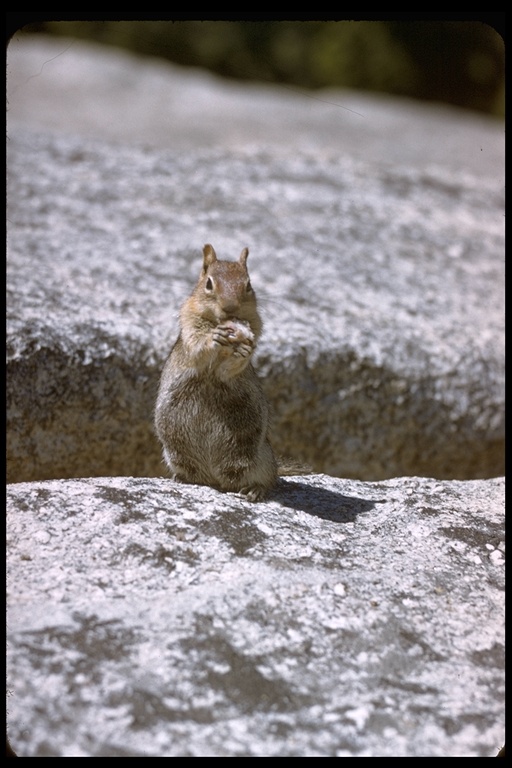 Picture of a squirrel